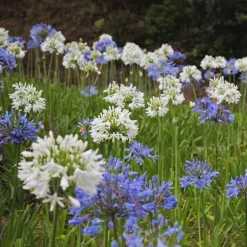 Aagapanthus africanus (Agapanto)