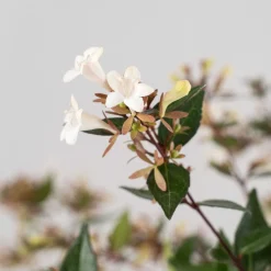 Abelia grandiflora