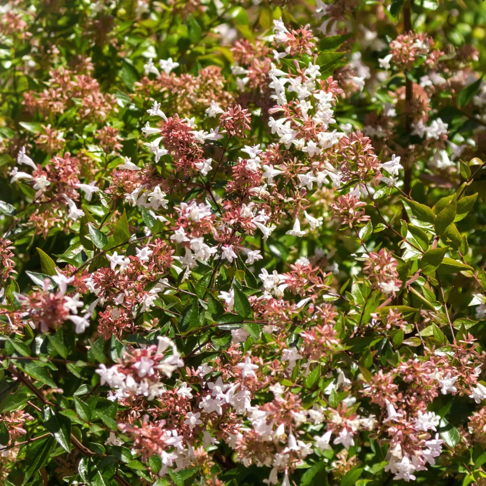 Abelia grandiflora