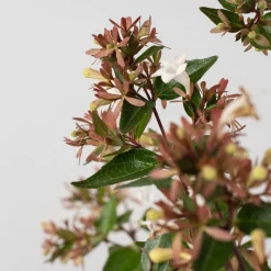 Abelia grandiflora