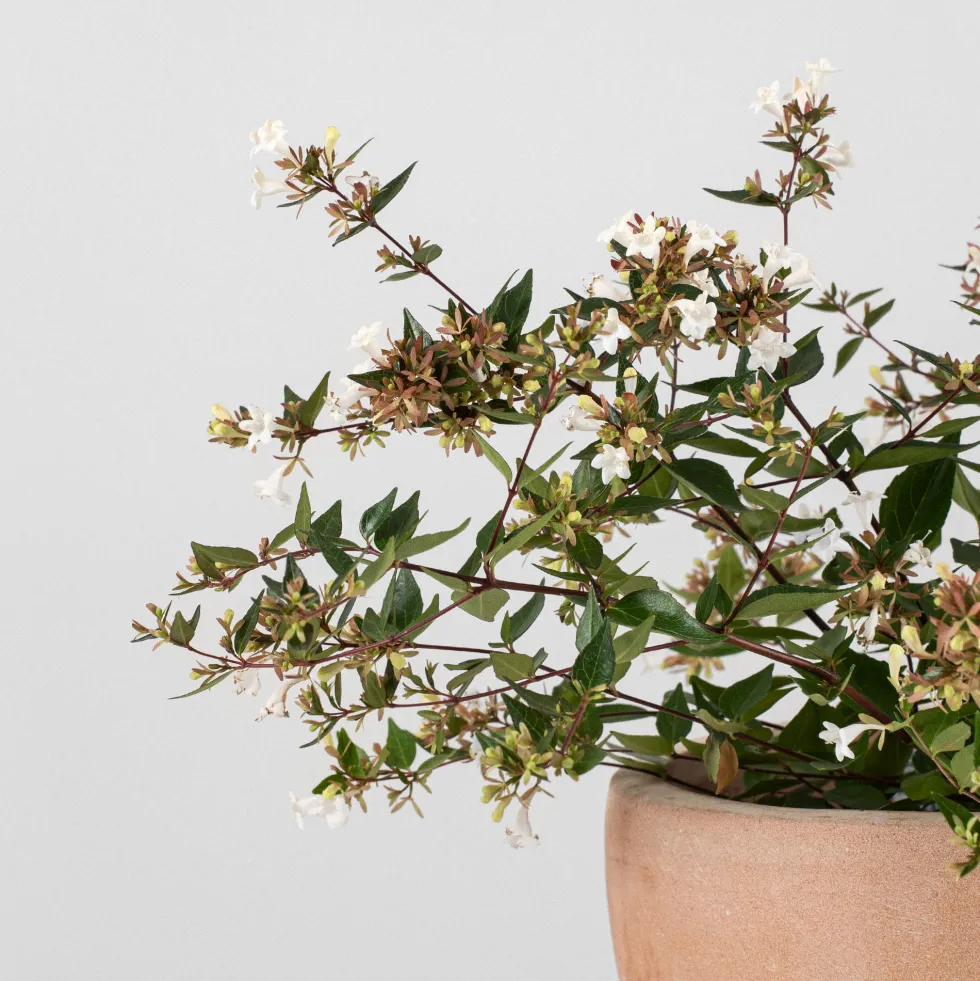 Abelia grandiflora