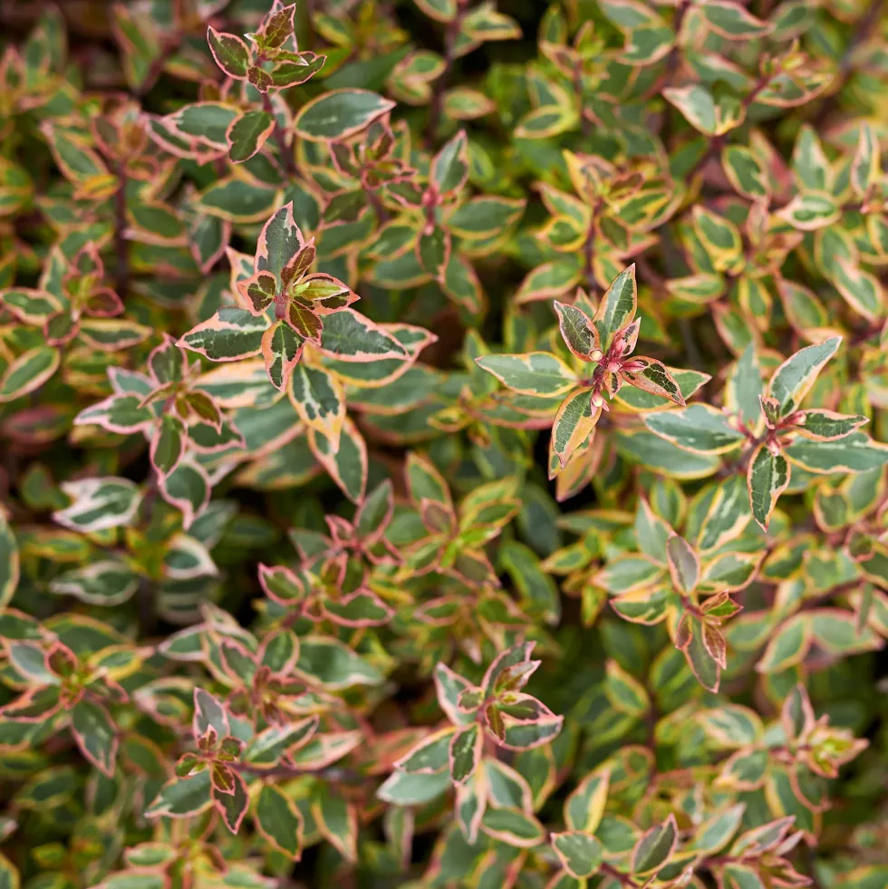 Abelia × grandiflora 'Kaleidoscope'