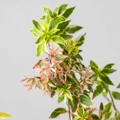 Abelia × grandiflora 'Lucky Lots'