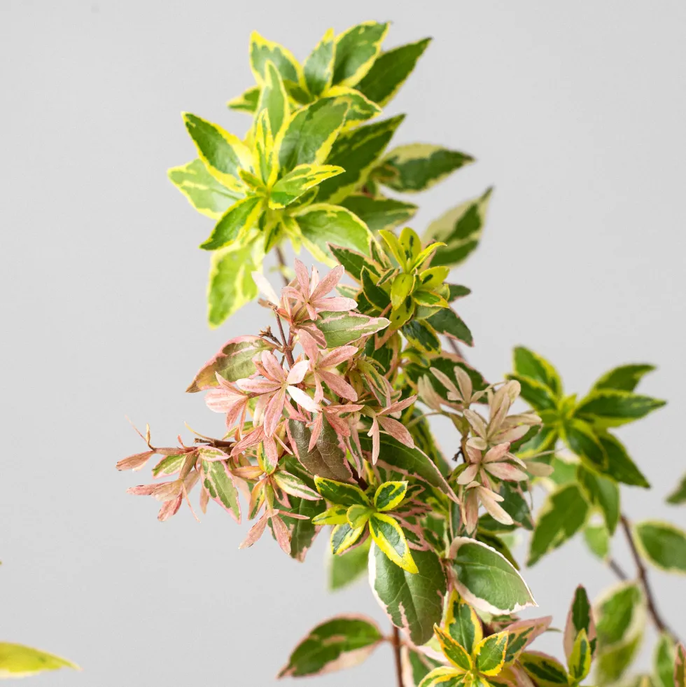 Abelia × grandiflora 'Lucky Lots'