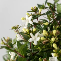 Abelia × grandiflora 'Prostrata'