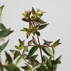 Abelia × grandiflora 'Prostrata'