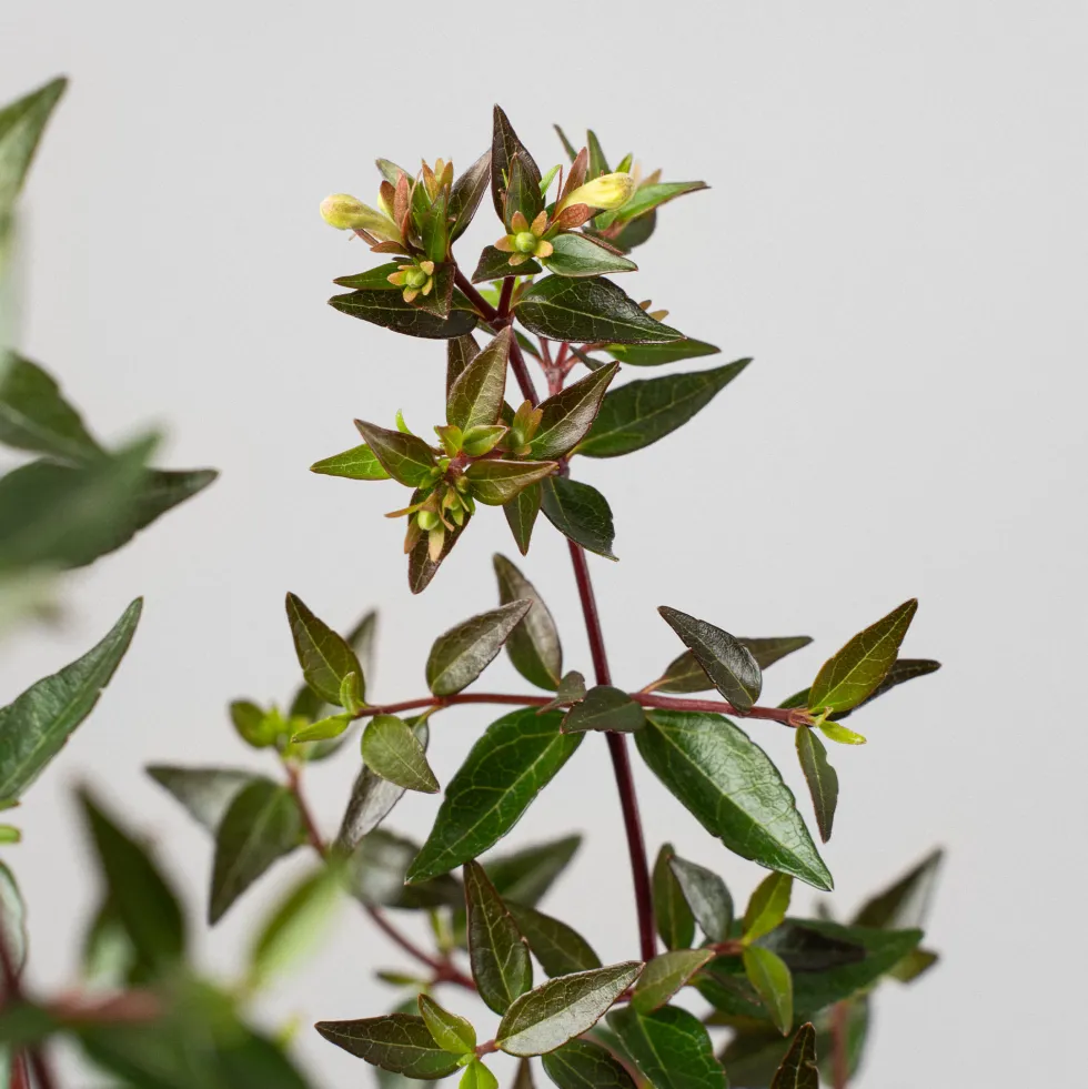 Abelia × grandiflora 'Prostrata'