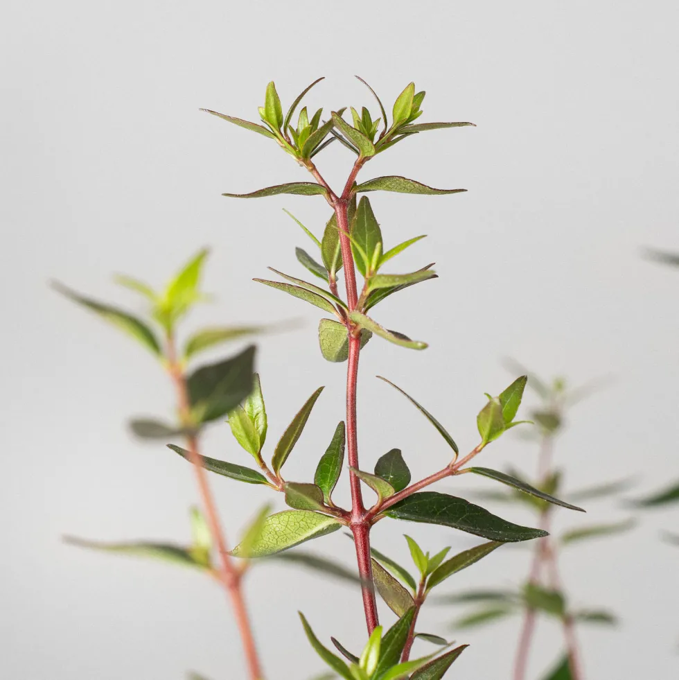 Abelia × grandiflora 'Prostrata'