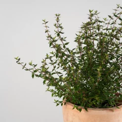 Abelia × grandiflora 'Prostrata'
