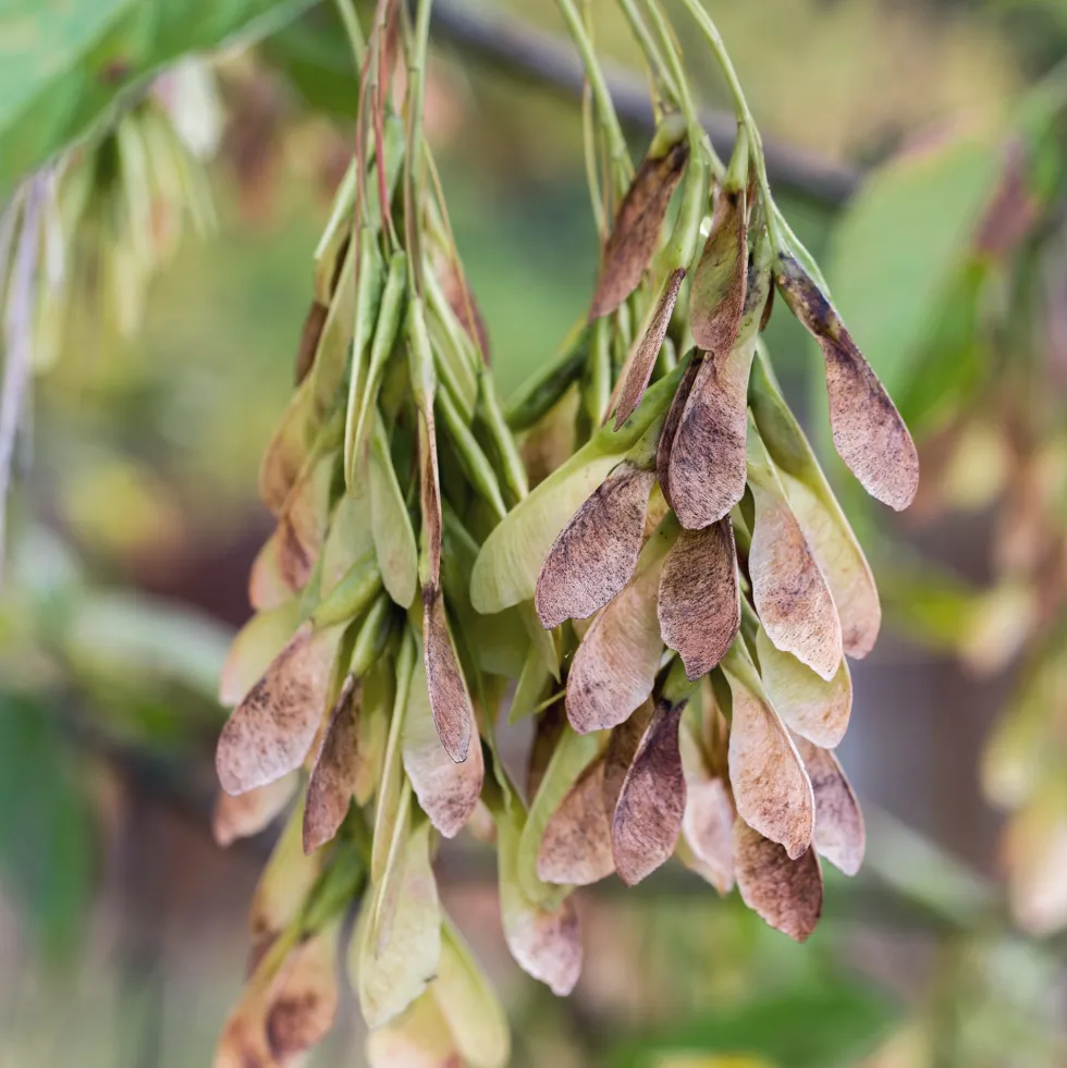 Acer negundo