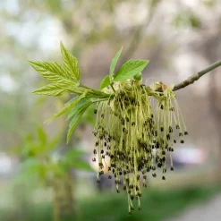 Acer negundo