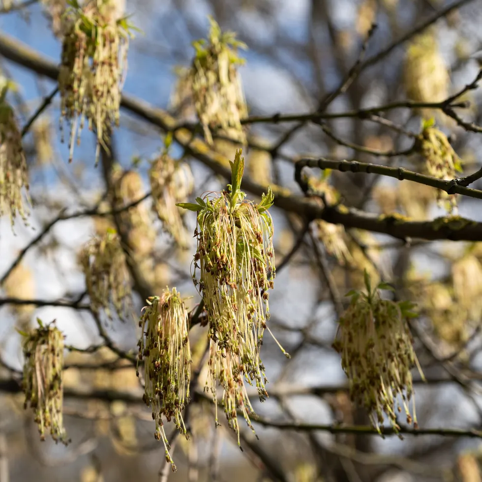Acer negundo