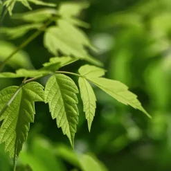 Acer negundo