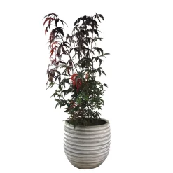 Acer palmatum 'Atropurpureum' (Arce Japonés Rojo)