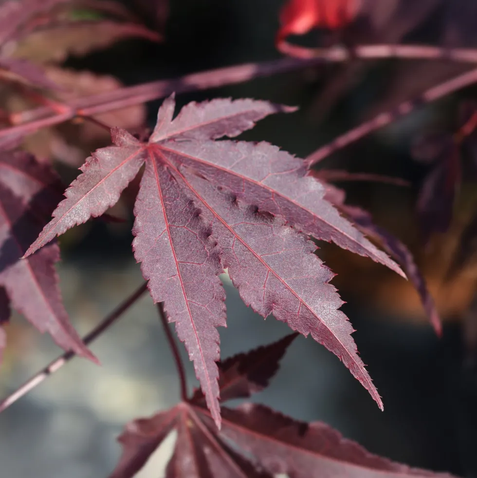 Acer palmatum 'Bloodgood'