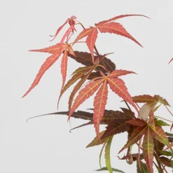 Acer palmatum cv.