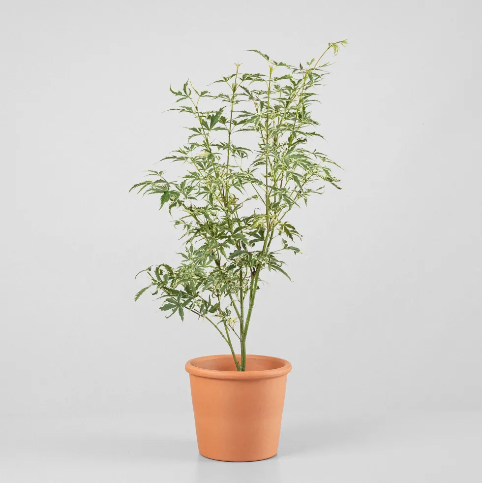 Acer palmatum cv.