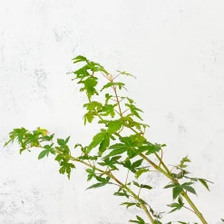 Acer palmatum 'Katsura'
