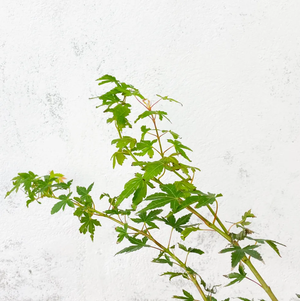 Acer palmatum 'Katsura'