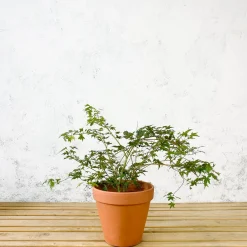 Acer palmatum 'Katsura'
