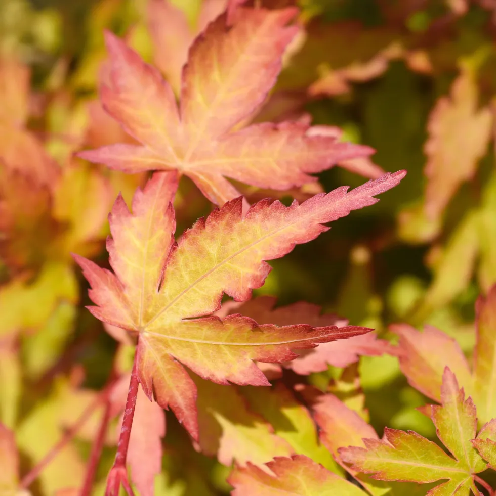 Acer palmatum 'Sango Kaku'