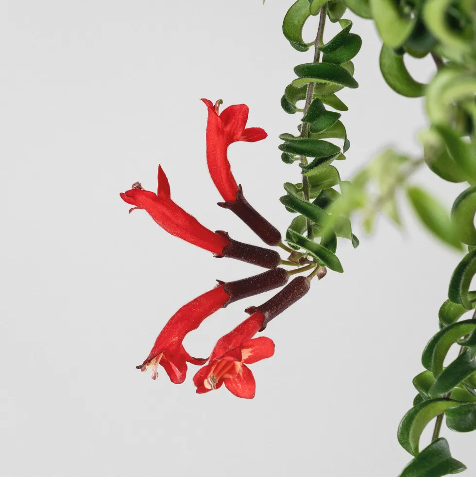 Aeschynantus 'Twistter'