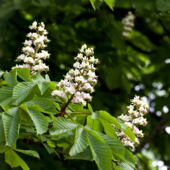 Aesculus hippocastanum (Castaño de las indias)