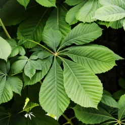 Aesculus hippocastanum (Castaño de las indias)