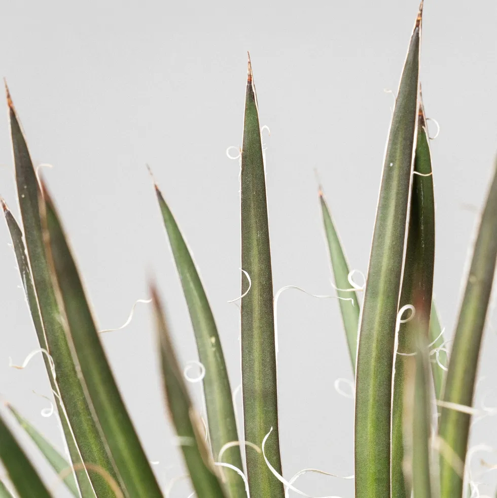 Agave geminiflora