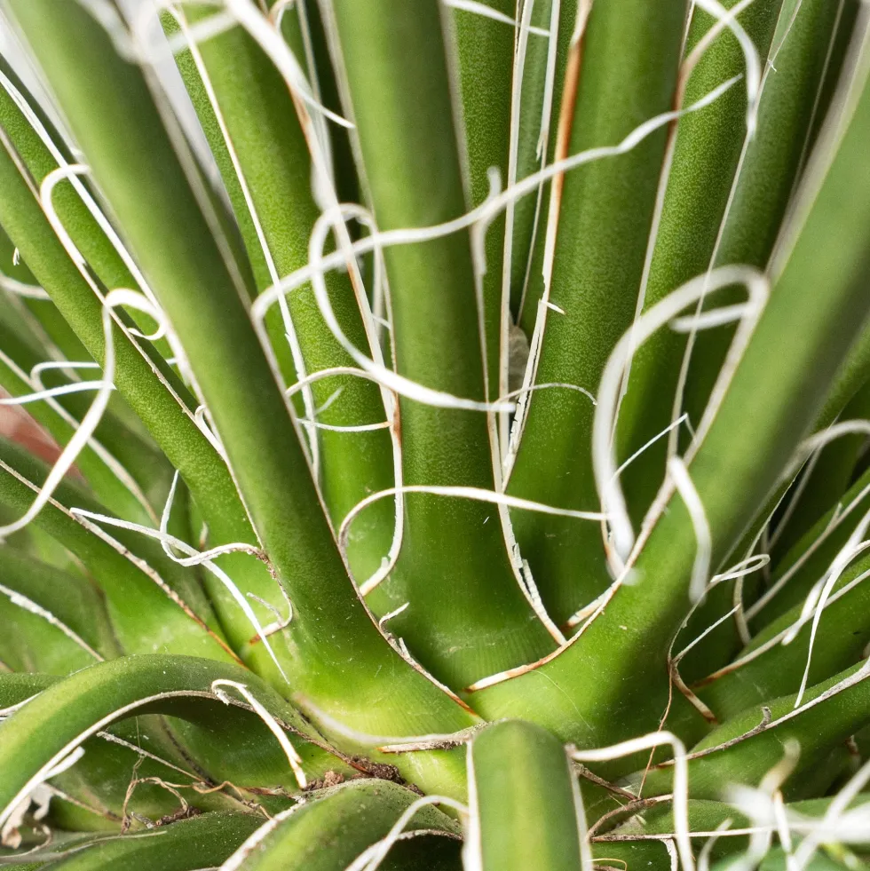 Agave geminiflora