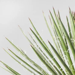 Agave geminiflora