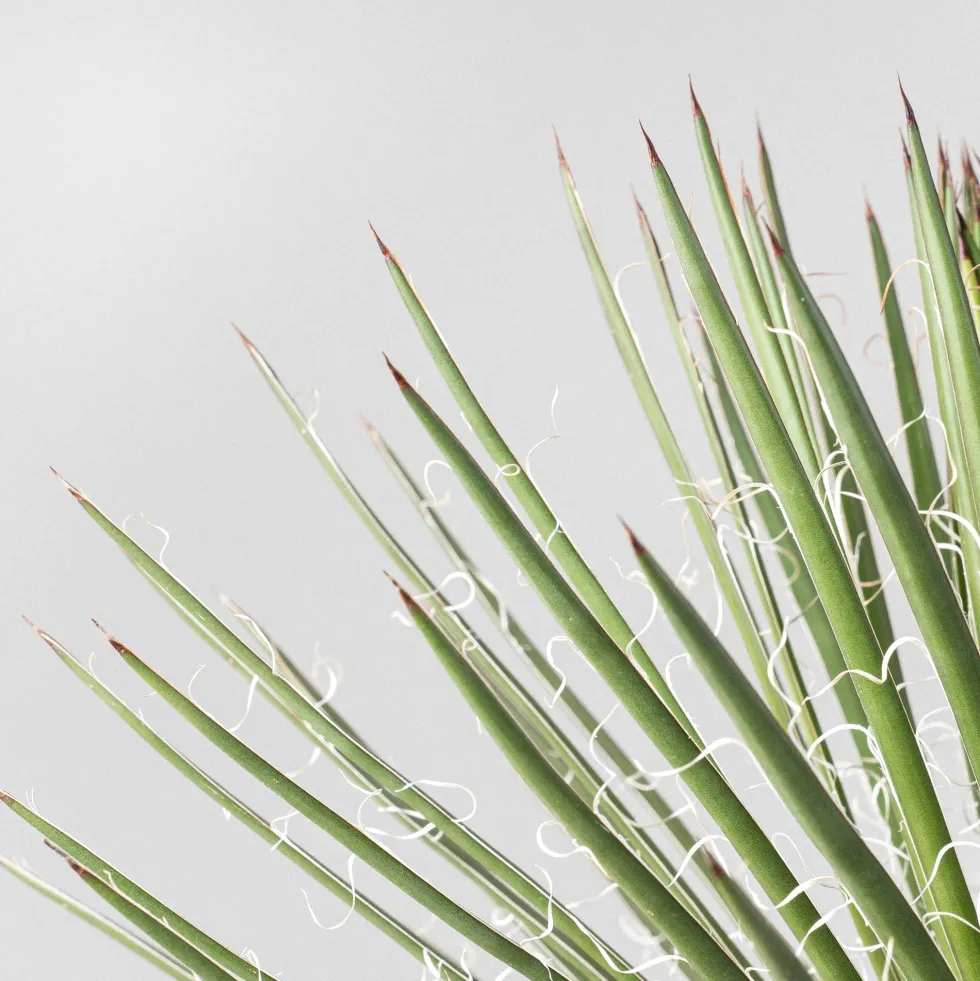 Agave geminiflora