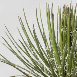 Agave geminiflora