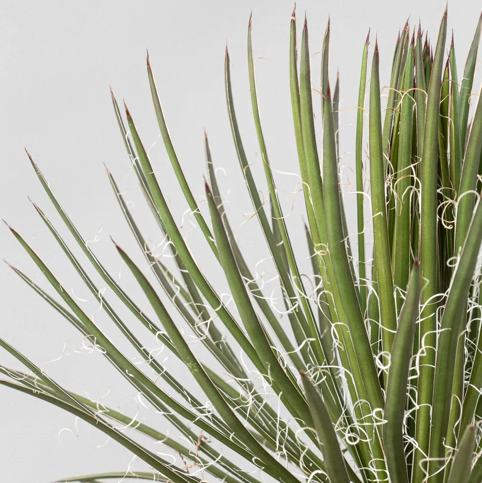 Agave geminiflora