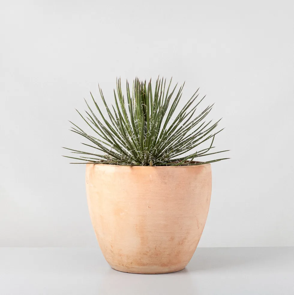 Agave geminiflora