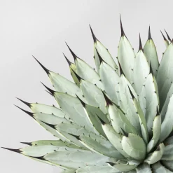 Agave macroacantha