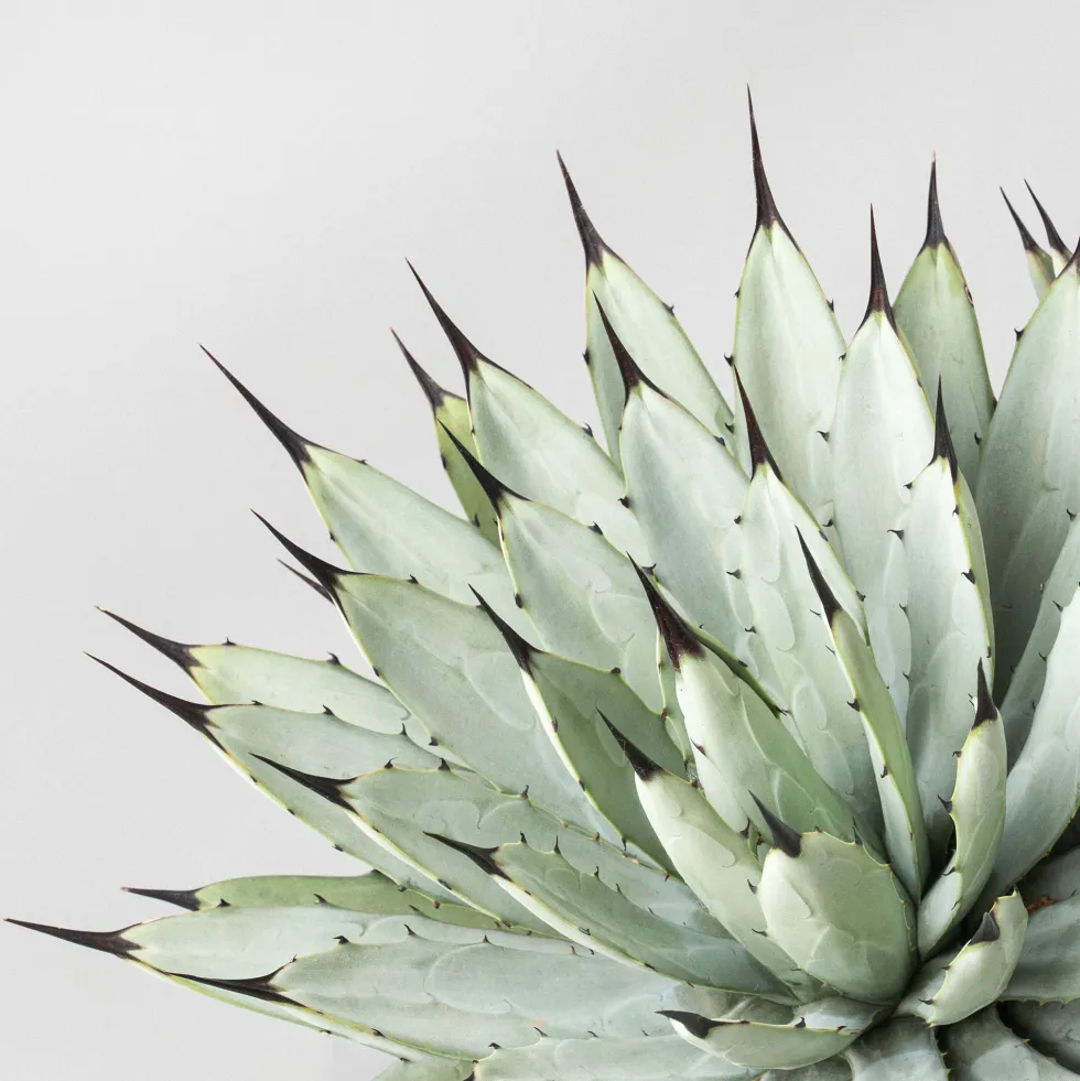 Agave macroacantha