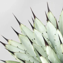 Agave macroacantha