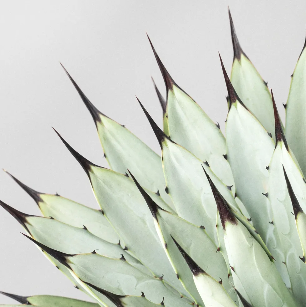 Agave macroacantha