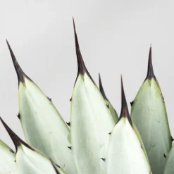 Agave macroacantha