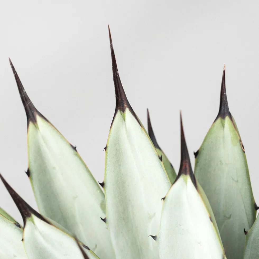 Agave macroacantha