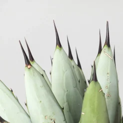 Agave macroacantha