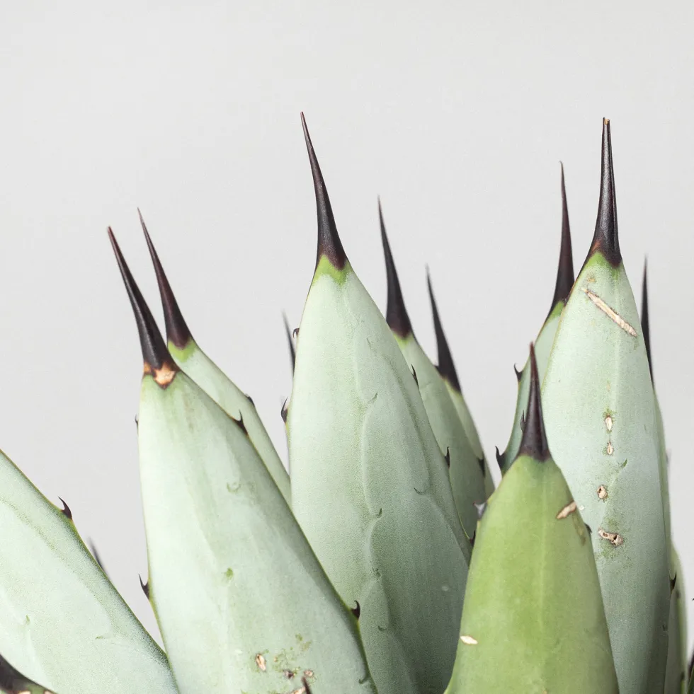 Agave macroacantha