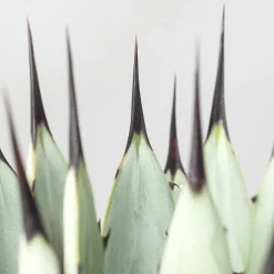 Agave macroacantha