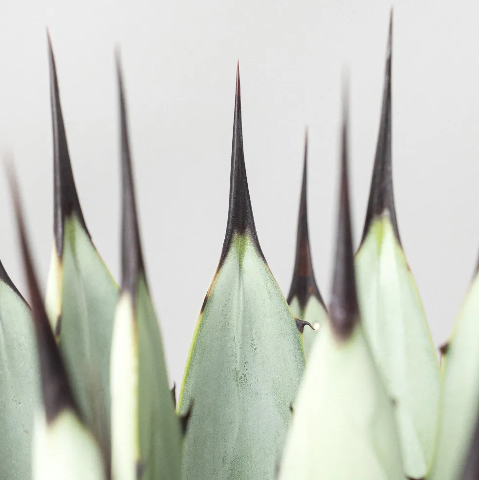 Agave macroacantha