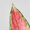Aglaonema 'Cherry Baby'