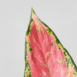 Aglaonema 'Cherry Baby'