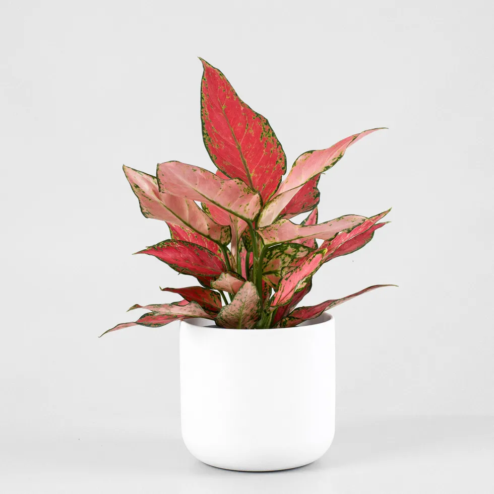 Aglaonema 'Cherry Baby'