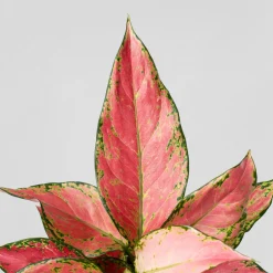 Aglaonema 'Cherry Baby'