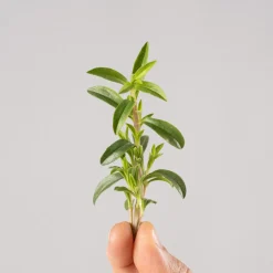 Ajedrea (Satureja Hortensis) - Planta aromática